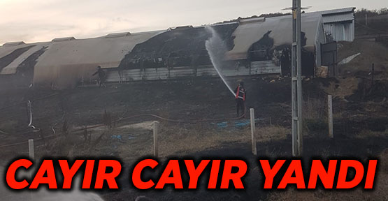 CAYIR CAYIR YANDI