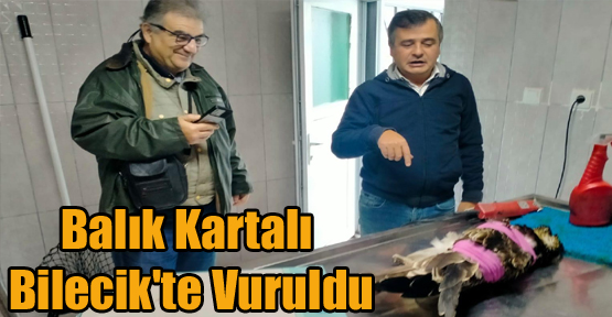 BALIK KARTALI BİLECİK'TE VURULDU